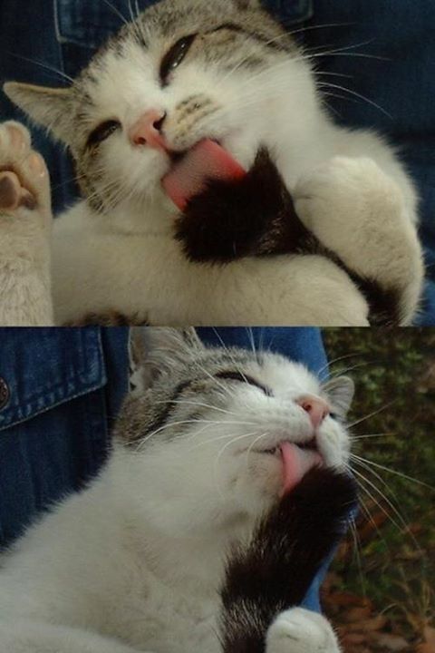 공룡떡볶이 이미지