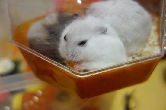 오물오물 이미지