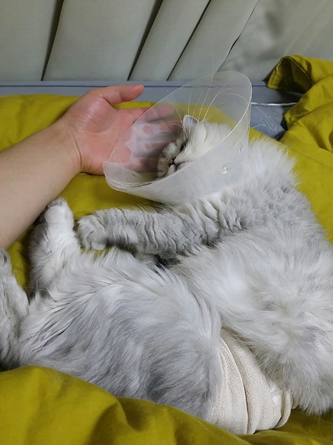 아빠손약손 이미지