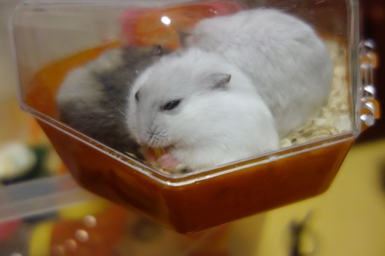 오물오물 이미지