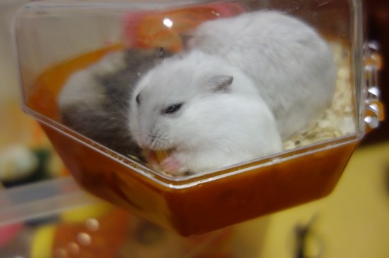 오물오물 이미지