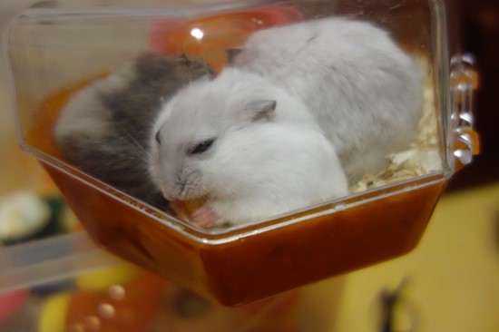 오물오물 이미지
