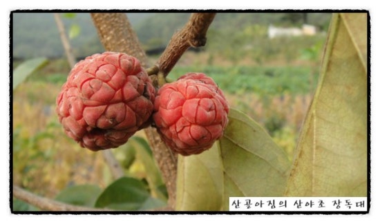 정선산야초 전통식품 이미지
