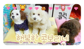 콩보리네 이미지