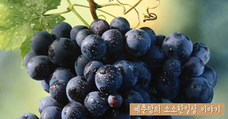입다!비타민C 이미지