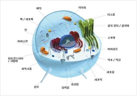 생명과학2 1-2. 세포의 구조와 기능 [요점정리] : 네이버 블로그