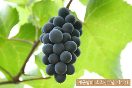 입다!비타민C 이미지