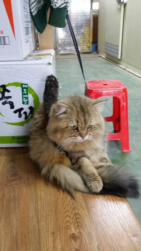 공판장70번 이미지