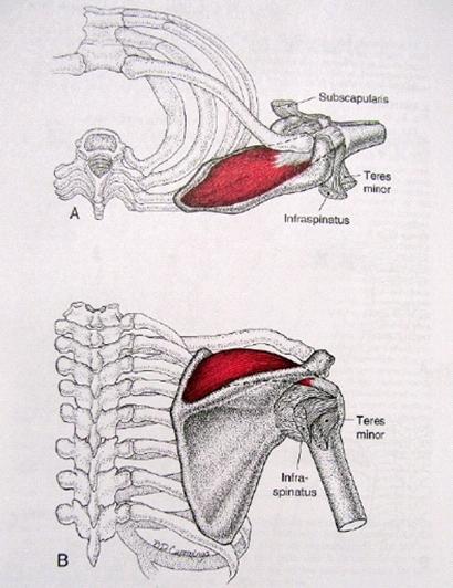극상근 (supraspinatus)의 기능해부학 및 스트레칭 / 트레이닝 방법. (Rotator cuff) 네이버 블로그