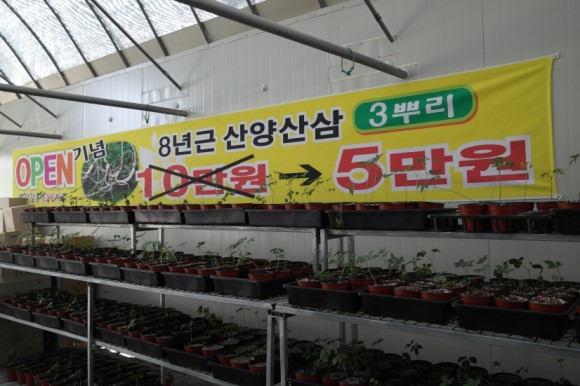 산삼약초전시장 이미지