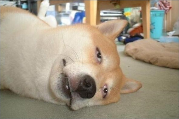 왕대박PC 이미지