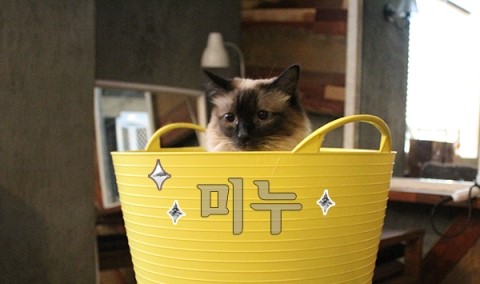 샤미즈 이미지