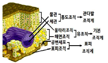식물체의 구성단계의 조직계 : 네이버 블로그