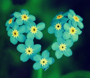 물망초forgetmenot 이미지