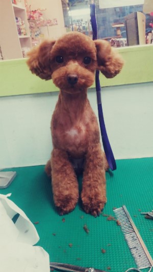 콩이 이미지