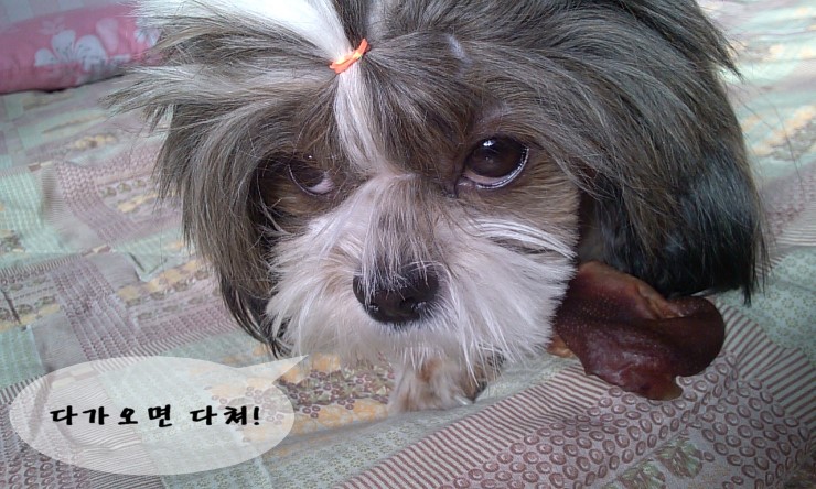 거참 이미지