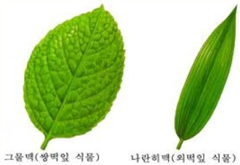 [중1] 광합성 - 식물체의 구조와 기능 - 잎의 증산 작용 : 네이버 블로그