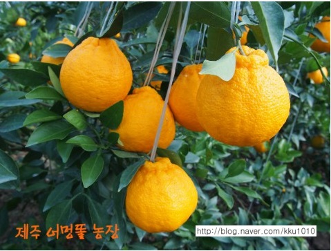제주어멍농장 이미지