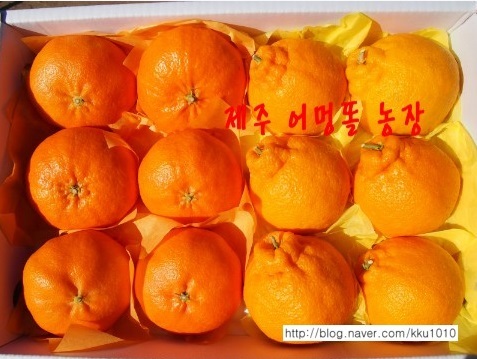 제주어멍농장 이미지