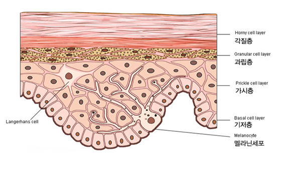 [기본간호] 상처간호1, 피부의 구조, 피부의 기능, 표피(Epidermis), 진피(Dermis), 피하(Hypodermis ...