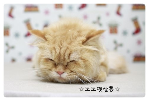 담비살롱 이미지