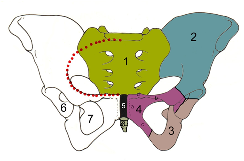 골반(pelvic bone)의 구조: 장골, 좌골, 치골 및 골반의 관절 : 네이버 블로그
