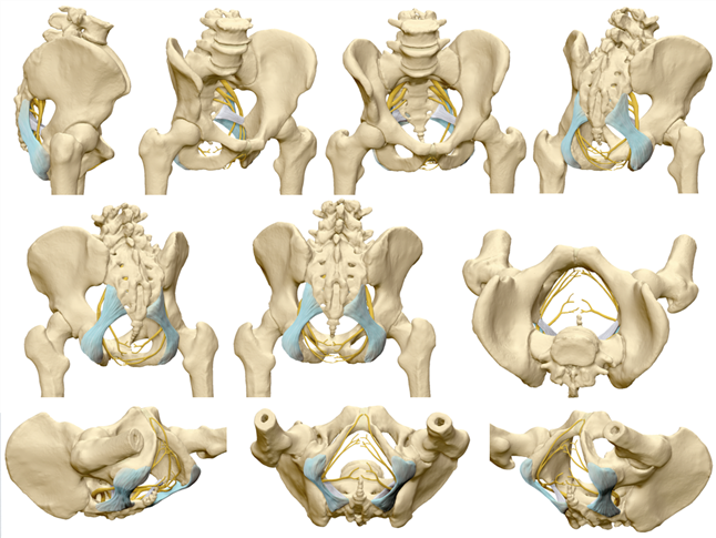 골반(pelvic bone)의 구조: 장골, 좌골, 치골 및 골반의 관절 : 네이버 블로그