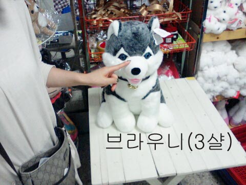 돈이가 이미지