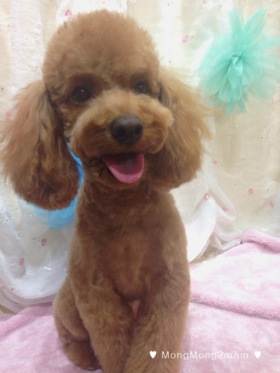 몽퍼피 이미지