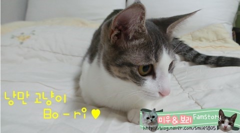 낭만고냥이 이미지