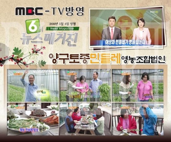 양구토종민들레영농조합 이미지