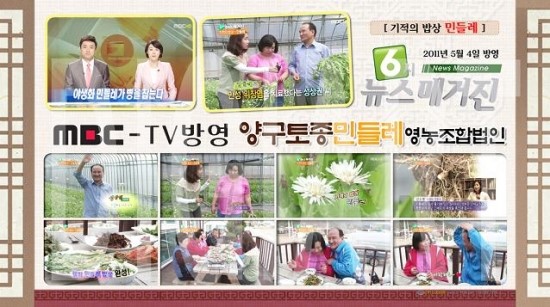 양구토종민들레영농조합 이미지