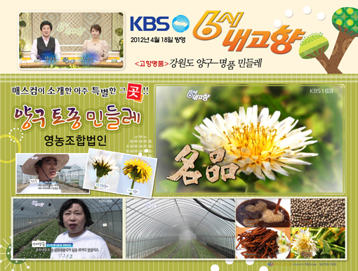 양구토종민들레영농조합 이미지