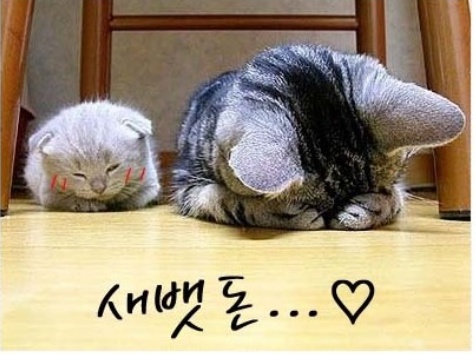 포유마트 이미지