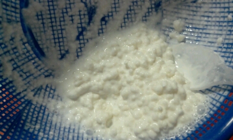 정직한버섯 이미지