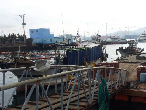 대교충무김밥 이미지