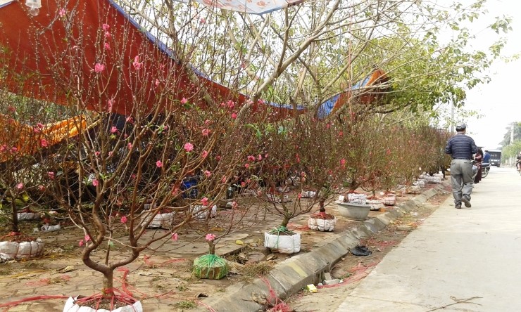 꽃과나무(Flower tree) 이미지