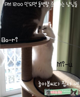 낭만고냥이 이미지