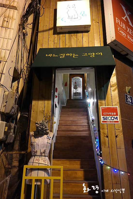 바느질하는고양이 이미지