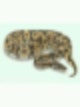 아토믹 볼 파이톤(atomic ball python) : 네이버 블로그