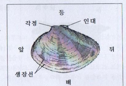 [생물]대합조개 해부 : 네이버 블로그
