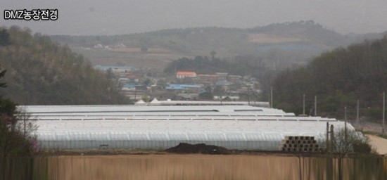양구토종민들레영농조합 이미지