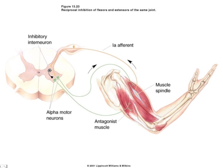 NASM. 상호억제(Reciprocal Inhibition) 네이버 블로그