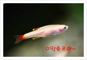 코이 이미지