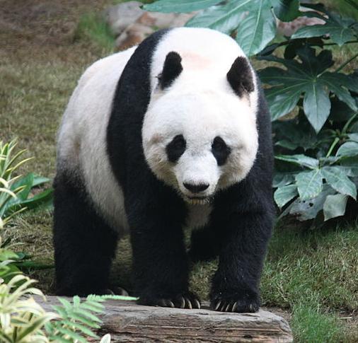 자이언트판다에 대하여 ;대왕판다, 대웅묘, 갈색판다, 친링판다, Giant panda, Qinling panda : 네이버 블로그