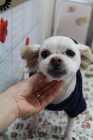 치치살롱 이미지