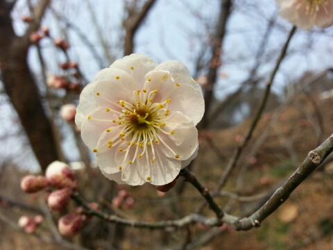 참매골농원 이미지