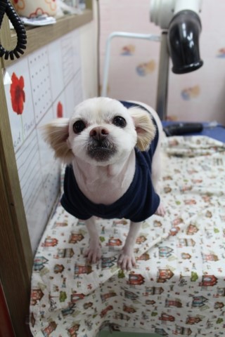 치치살롱 이미지