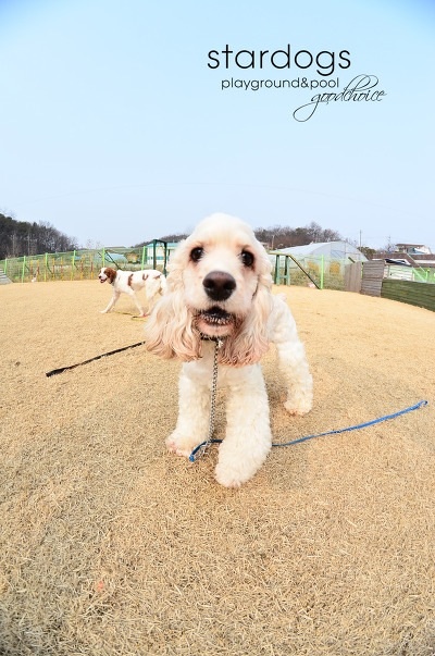 스타와 곰돌이 이미지
