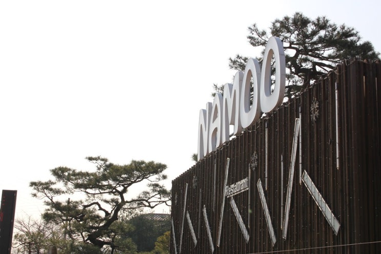 카페나무 이미지